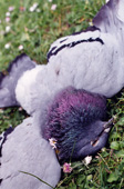Stéphanie d'Amiens d'Hébécourt-Nature Morte-Pigeon